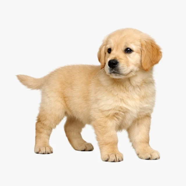 Mongchiのピクセルコンパニオン作成に使う、明るく鮮明な子犬の写真